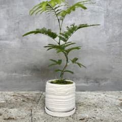 エバーフレッシュ 曲がり 天然苔 盆栽仕立て 陶器鉢 植え込み発送