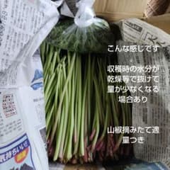 やまぶき伽羅蕗作りに短め細い山蕗、29日摘みたて。30日集荷分　3.5キロ箱込みのサムネイル