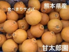 不知火（デコポン）ハウス物　食べきりサイズ 不知火（デコポン）ハウス物 食べきりサイズ 熊本県産 - メルカリ