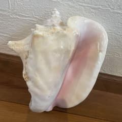 激レア　長崎県産　法螺貝　ホラガイ 激レア長崎県産法螺貝ホラガイ