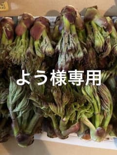 北海道産天然タラの芽。よう様専用。1000g,のサムネイル