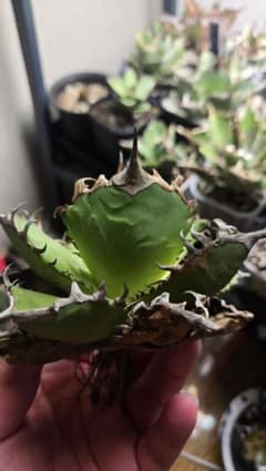 オテロイ　台湾　実生のサムネイル