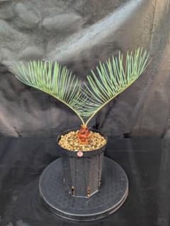 決算創業祭 お買い得 サイカス カイルンシアナ 2 - メルカリ