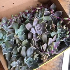 多肉植物 朧月もりもりセット‼️のサムネイル
