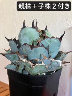 H C様専用 アガベ ブラック&ブルー ボールタイプ 親株+子株2付き鉢発送