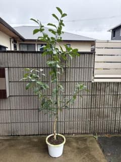 璃の香 レモン苗 大果・果汁たっぷり 人気品種 接ぎ木苗のサムネイル