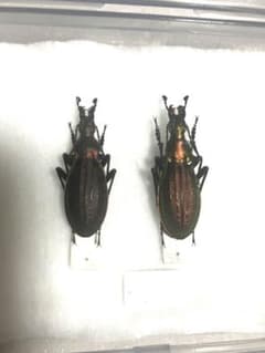 オオルリオサムシ　島牧村　豊浜 オス2のサムネイル