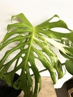 艶姿 希少 斑入り モンステラ デリシオーサ 白 ホワイト - メルカリ