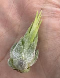 Tillandsia Splendid Journey 速達発送 Tillandsia Splendid Journey 速達発送 - メルカリ