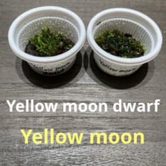 前葉体】ビカクシダ2種セット(Yellow moon dwarf 他)胞子培養 - メルカリ