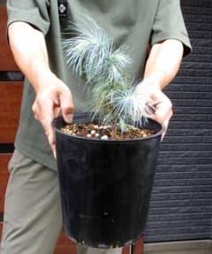 【現品】ピニョン松・マルチネスピニョンマツ・ビッグコーンピニョン　７号　P3番 現品】ピニョン松・マルチネスピニョンマツ・ビッグコーン