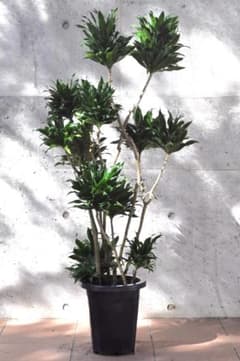 ドラセナ・コンパクタ 古木 8号 125cm - メルカリ