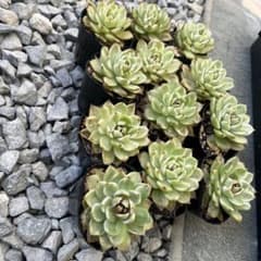 エケベリア12株セット スジョン錦斑入り多肉植物 抜き苗発送 エケベリア12株セット スジョン錦斑入り多肉植物 抜き苗発送 - メルカリ