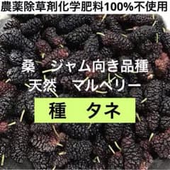 栽培用種子 種 自家採種 桑果実 桑の実 天然 在来種 マルベリー - メルカリ
