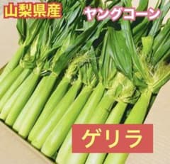 k393葉付 ヤングコーン 山梨県産 12〜15本 ベビーコーンとうもろこしの