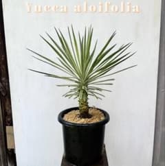 トモジュン様用 ユッカ アロイフォリア 斑入り②バリエガータ 千寿蘭
