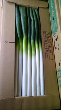 新鮮 長ネギ 5k/箱　茨城県産　Ｍサイズのサムネイル