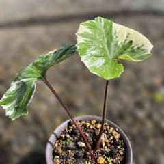 斑入りツワブキのサムネイル