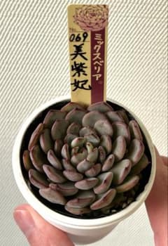 おらいさん苗 ミックスベリア 美紫妃 メルカリ便 札付き・抜き苗