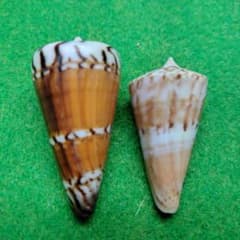 アカシマミナシ47ミリ、 40ミリ貝殻 標本 2個セットのサムネイル