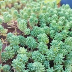 薄雪マンネングサ パリダム 20カットのサムネイル