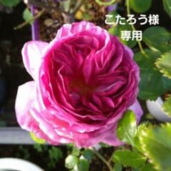 バラ苗 A37のサムネイル