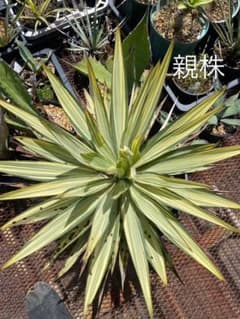 m17967012065_1.jpg?1715417657