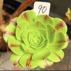 90 #観葉植物アエオニウム錦❤️グリ一ンファイア一錦❤️碧火❤1頭7cm