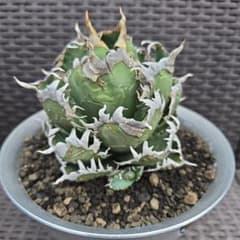 つ*く様 アガベ 白幽霊 台湾ゴジラ 子株 つ*く様 アガベ 白幽霊 台湾ゴジラ 子株 - メルカリ