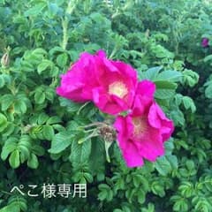 ユニクロワイドパンツのサムネイル