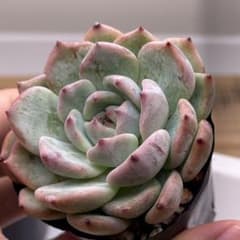 ラウリンゼxざわわ 青札 おらいさん苗 多肉植物 エケベリア - メルカリ