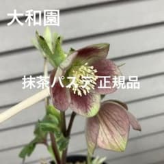 m17998824176_1.jpg?1772786498