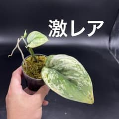 m18002765525_1.jpg?1716004717