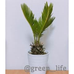 観葉植物 ソテツのサムネイル