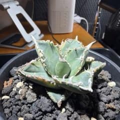 R*i様 アガベ チタノタ 白鯨のサムネイル