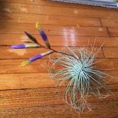 エアープランツのサムネイル