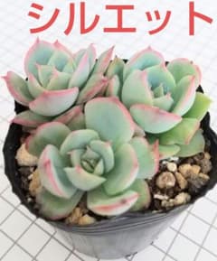 多肉植物 ❤️ シルエット❤️ 1頭12-14cm抜き苗 多肉植物 (エケベリア) シルエット 抜き苗 1ポット(3本) - メルカリ