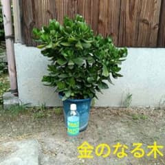 中型〜大型　 金のなる木　フチベニベンケイ　花月　成り金草　多肉植物 　69cm 中型〜大型 金のなる木 フチベニベンケイ 花月 成り金草 多肉植物 69cm
