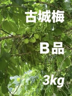 和歌山県産　梅　古城梅のサムネイル