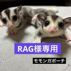 モモンガ 三角ポーチ ハウス おうち XLサイズ ハンドメイド - メルカリ