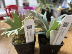 ビカクシダ P. willinckii 2種セットのサムネイル