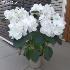 紫陽花 ハイドランジア エレスノ 5号鉢 さかもと園芸 - メルカリ