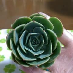 多肉植物♥七福神　抜き苗のサムネイル