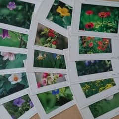 コメット様専用絵はがきセット②伊那谷の植物31枚のサムネイル