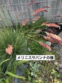メリニスサバンナの種のサムネイル