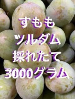 すもも ☆ ソルダム ☆採れたて 3000 グラム(3キロ以上）M〜Lサイズ 