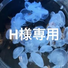 東雲絵名　缶バッジのサムネイル