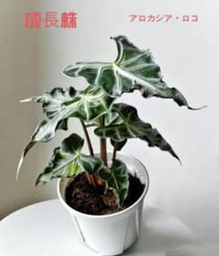 MS321 5株セット Alocasia Loco アロカシア・ロコ個性葉 - メルカリ