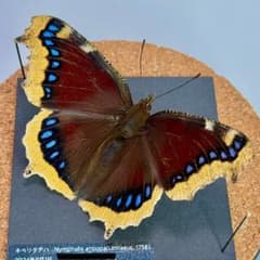 【立体標本】国産蝶標本　キベリタテハ　ライブ標本 m18093343336_1.jpg?1761418649