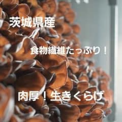 [시험 500g] [이바라키 현산 갓 얻은 신선한] 특선 두꺼운! 생생한 무농약